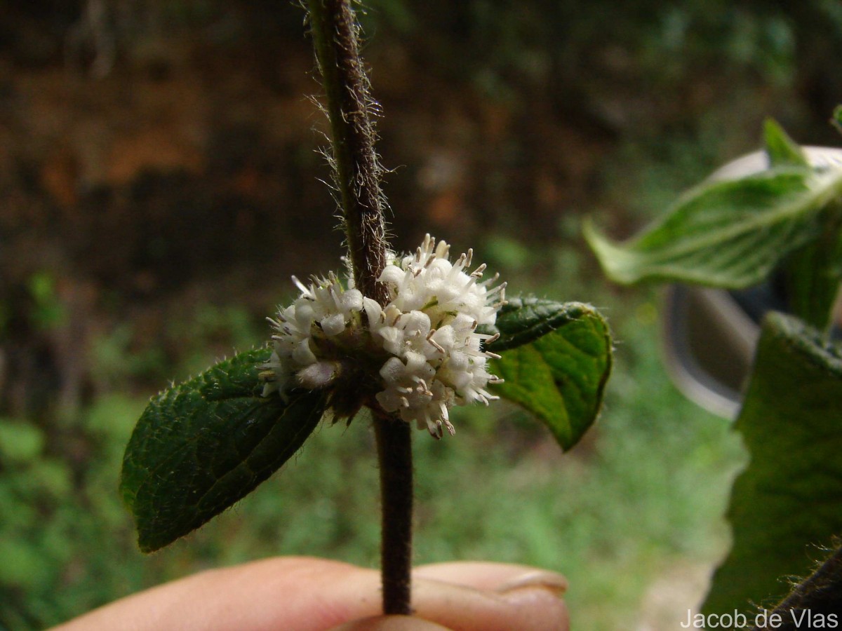 Hedyotis ceylanica N.Wikstr. & Neupane
